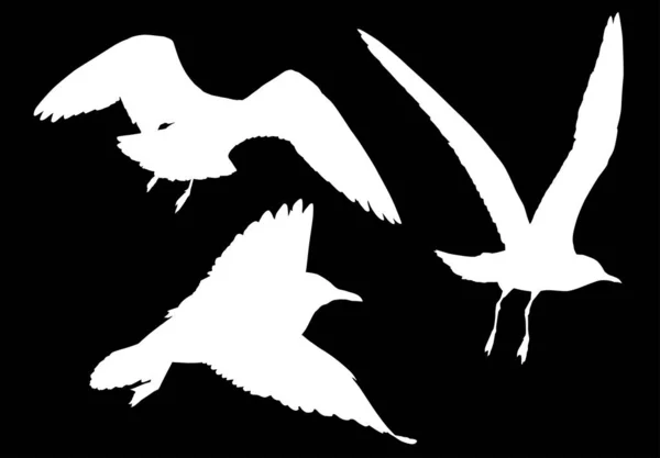 与海鸥剪影集合在黑色背景上的插图 — 图库矢量图片