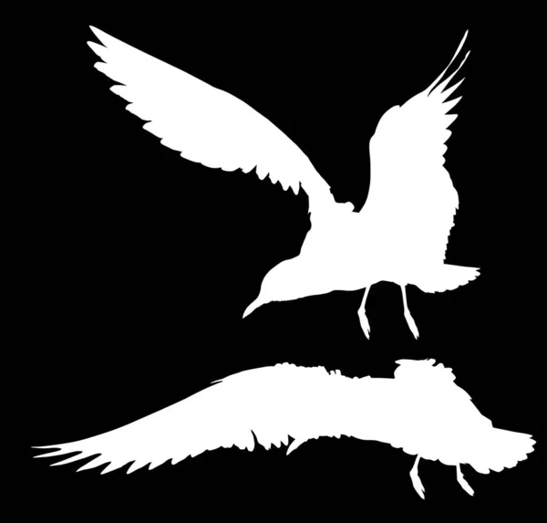 Illustration Gull Silhouettes Black Background — Vector de stock