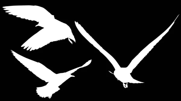 与海鸥剪影集合在黑色背景上的插图 — 图库矢量图片