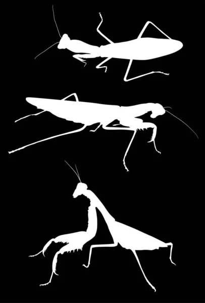 Illustration Three Mantids Silhouettes Isolated White Background — ストックベクタ