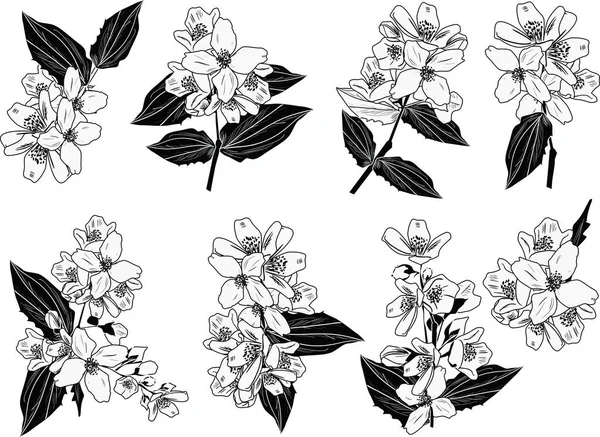 Illustration Avec Branches Fleurs Jasmin Isolées Sur Fond Blanc — Image vectorielle