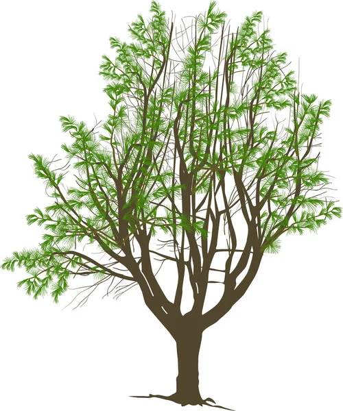 Illustrazione Con Albero Verde Isolato Sfondo Bianco — Vettoriale Stock