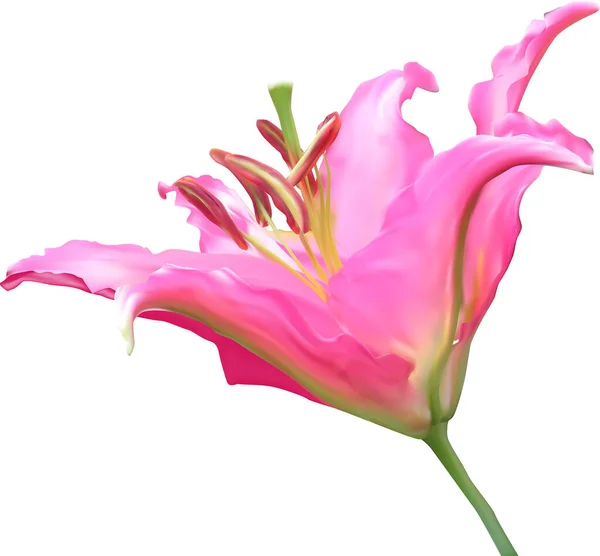 Beyaz Arkaplanda Izole Edilmiş Zambak Çiçeği Ile Illüstrasyon — Stok Vektör
