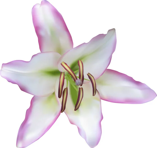 Illustration Mit Lilienblüte Isoliert Auf Weißem Hintergrund — Stockvektor