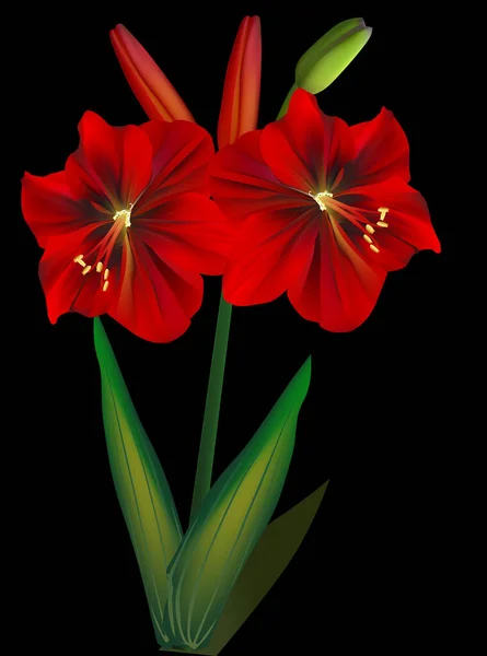 Illustration Avec Des Fleurs Lys Isolées Sur Fond Noir — Image vectorielle
