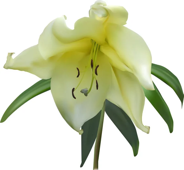 Illustration Lily Flower White Background — Stock Vector