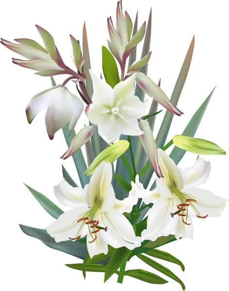Illustration Light Lily Flowers White Background — Stock Vector