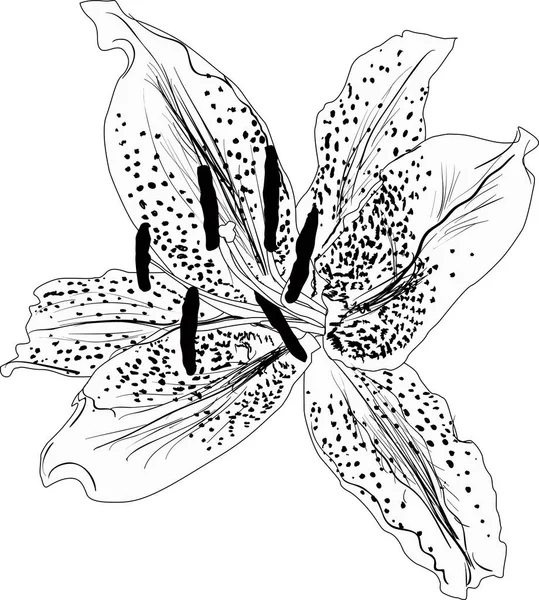 Beyaz Arkaplanda Izole Edilmiş Siyah Zambak Çiçeği Silueti — Stok Vektör