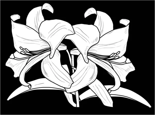 在黑色背景上孤立的白色百合花轮廓图 — 图库矢量图片