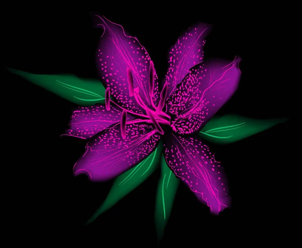 Illustration Lily Flower Black Background — Stockový vektor