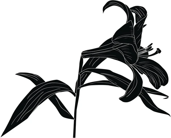 Illustratie Met Zwarte Lelie Bloem Silhouet Geïsoleerd Witte Achtergrond — Stockvector