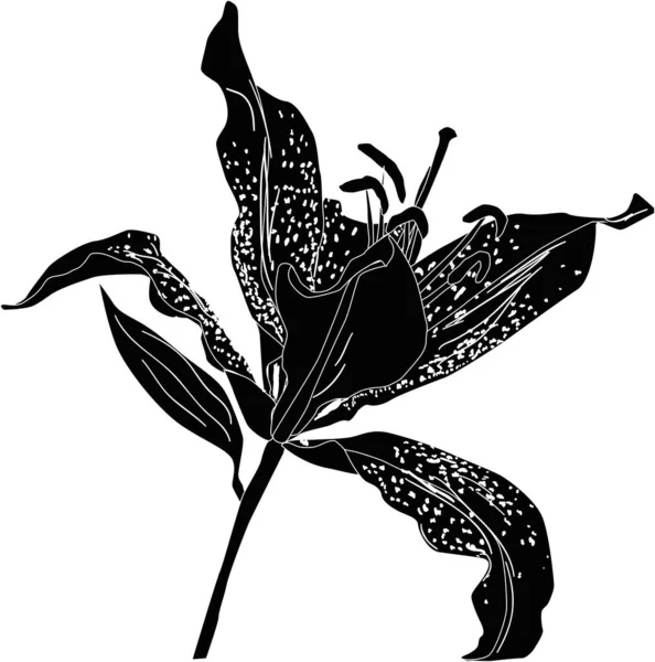 Illust Czarnym Kwiatem Lilii Sylwetka Izolowana Białym Tle — Wektor stockowy