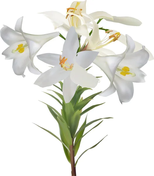 Απεικόνιση Ελαφριά Λουλούδια Κρίνου Που Απομονώνονται Λευκό Φόντο — Διανυσματικό Αρχείο