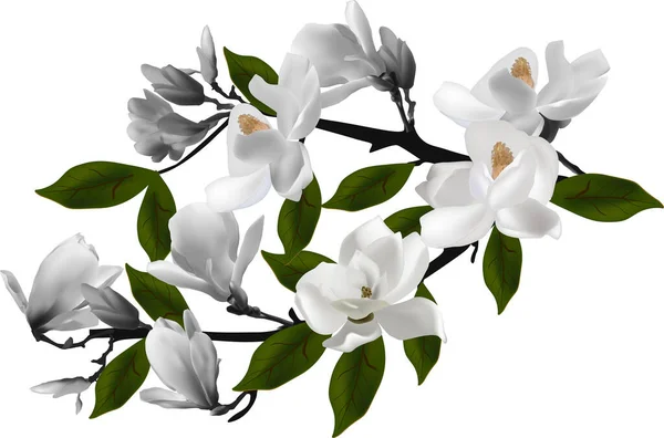 Illustrazione Con Magnolia Ramo Fiorito Isolato Sfondo Bianco — Vettoriale Stock