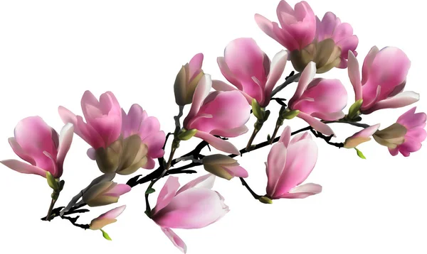 Illustration Magnolia Flower Branch Isolated White Background — 스톡 벡터