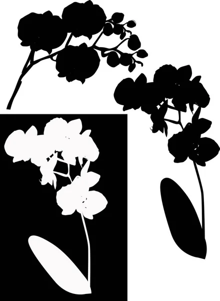 Illustration Mit Orchideensilhouetten Isoliert Auf Weißem Und Schwarzem Hintergrund — Stockvektor