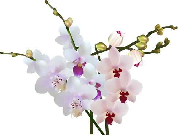 Illustration Mit Isolierten Großen Weißen Orchideenblüten — Stockvektor