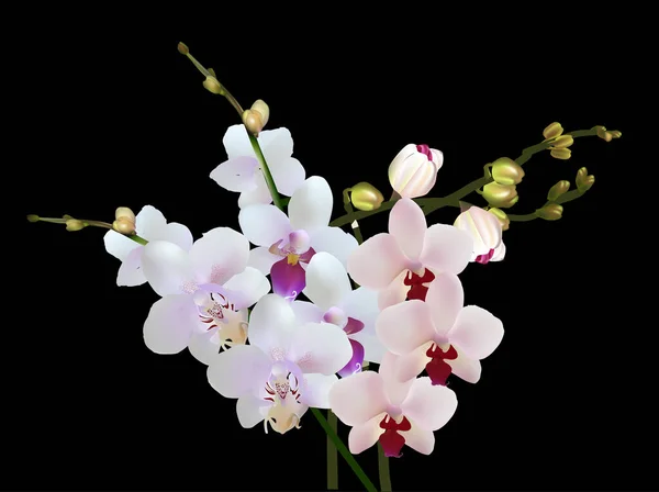 Illustration Avec Orchidée Lilas Clair Sur Fond Noir — Image vectorielle