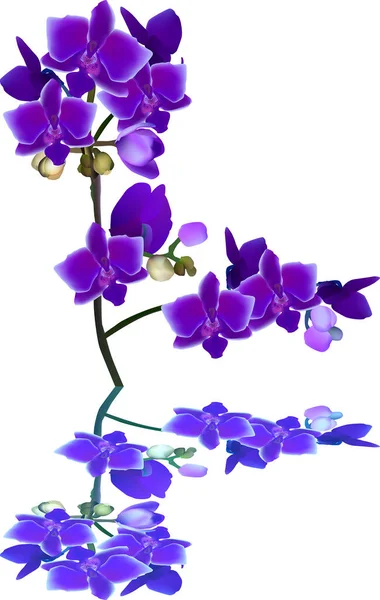 Illustration Med Blue Orchid Isolerad Vit Bakgrund — Stock vektor