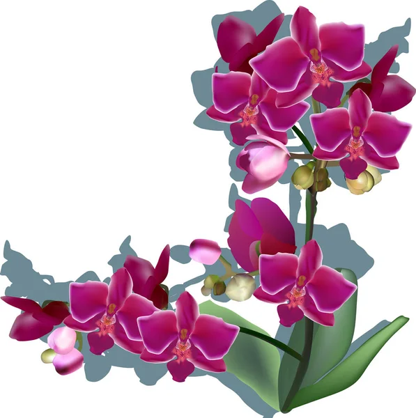 Illustrazione Con Orchidea Rosa Scuro Isolata Sfondo Bianco — Vettoriale Stock