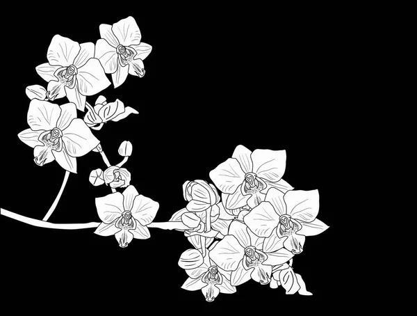 Illustratie Met Orchidee Bloemen Schets Geïsoleerd Zwarte Achtergrond — Stockvector