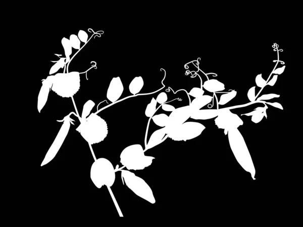 在黑色背景上孤立的豌豆茎轮廓图 — 图库矢量图片