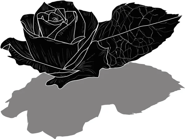 Illustration Avec Croquis Rose Isolé Sur Fond Blanc — Image vectorielle