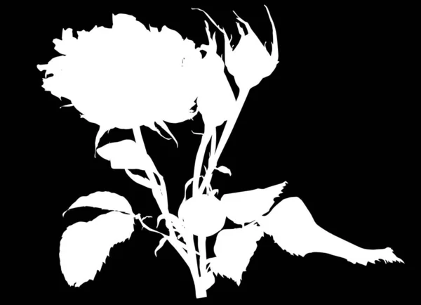 插图与玫瑰剪影查出的黑色背景 — 图库矢量图片