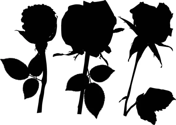 Illustratie Met Rose Silhouetten Geïsoleerd Witte Achtergrond — Stockvector