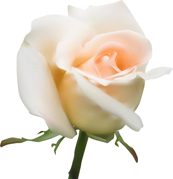 Illustration Mit Einzelnen Creme Rose Blume Isoliert Auf Weißem Hintergrund — Stockvektor
