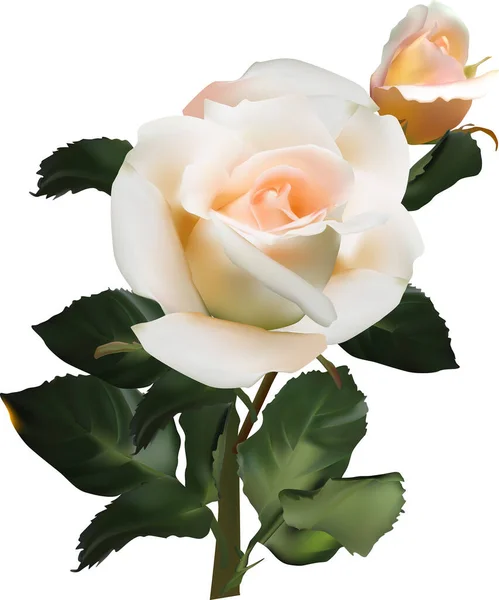 Ілюстрація Єдиною Кремовою Трояндою Квітка Ізольована Білому Тлі — стоковий вектор