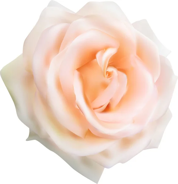 Illustrazione Con Singolo Fiore Rosa Crema Isolato Sfondo Bianco — Vettoriale Stock