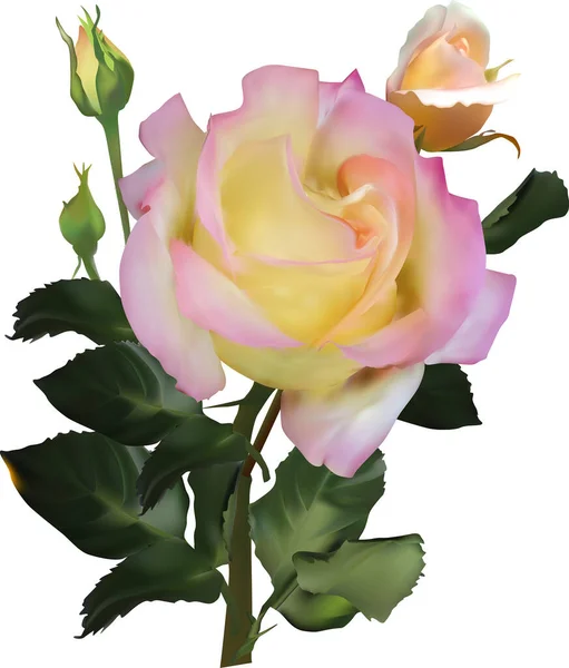 Illustrazione Con Rosa Chiara Isolata Sfondo Bianco — Vettoriale Stock