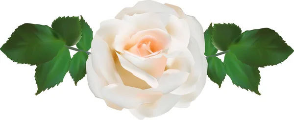 Απεικόνιση Φως Τριαντάφυλλο Απομονώνονται Λευκό Φόντο — Διανυσματικό Αρχείο