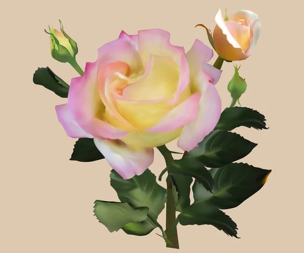 浅色背景下与奶油玫瑰隔离的插图 — 图库矢量图片