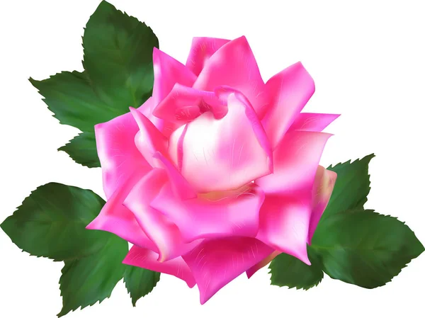 Illustration Single Light Red Rose Flower Isolated White Background — Vetor de Stock