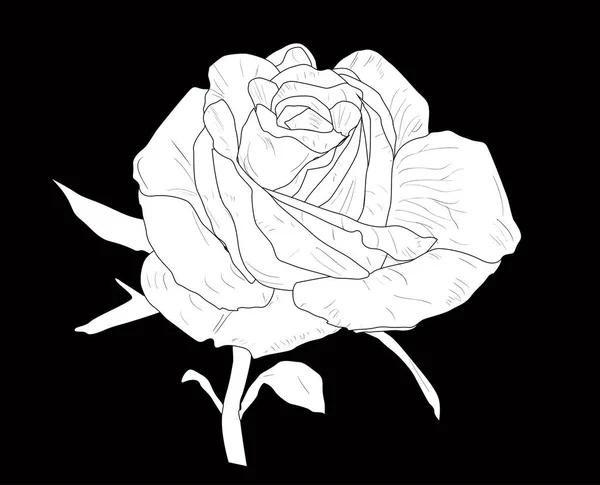 Illustration Small Rose Sketch Isolated Black Background — Stockvector