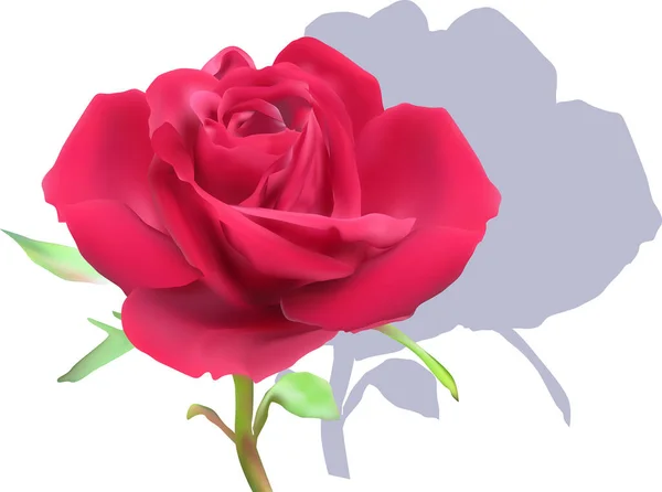 Illustrazione Con Singolo Fiore Rosa Rossa Isolato Sfondo Bianco — Vettoriale Stock