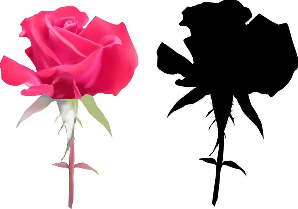 Illustration Mit Rosenblüte Isoliert Auf Weißem Hintergrund — Stockvektor