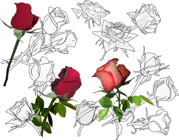 Ilustracja Różnych Stylów Rose Białym Tle — Wektor stockowy