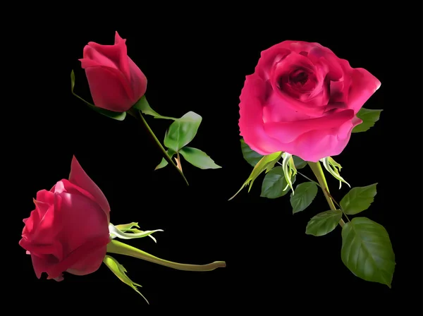 Απεικόνιση Τρία Σκούρα Κόκκινα Τριαντάφυλλα Απομονωμένα Μαύρο Φόντο — Διανυσματικό Αρχείο