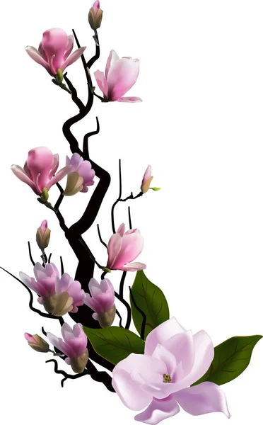 Ilustración Con Flores Árbol Magnolia Sobre Fondo Blanco — Archivo Imágenes Vectoriales