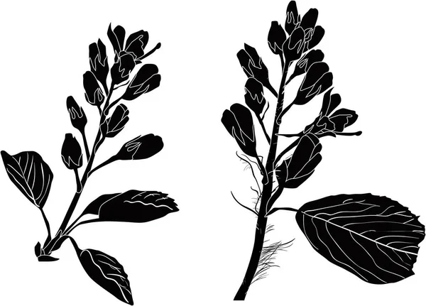 Illustration Avec Branches Printemps Isolées Sur Fond Blanc — Image vectorielle
