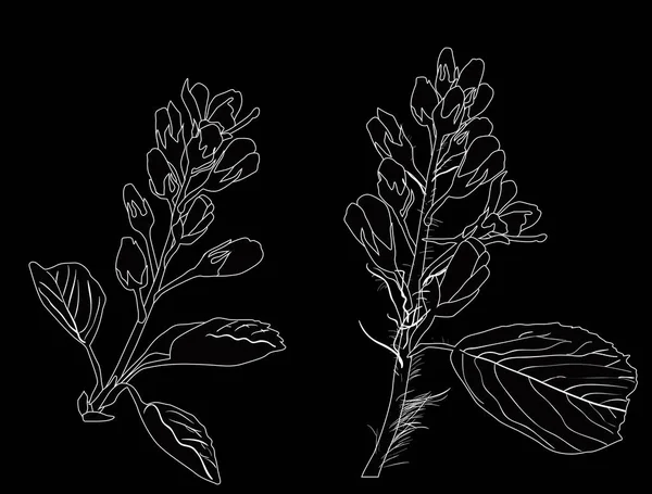 黒の背景に春の枝が孤立したイラスト — ストックベクタ