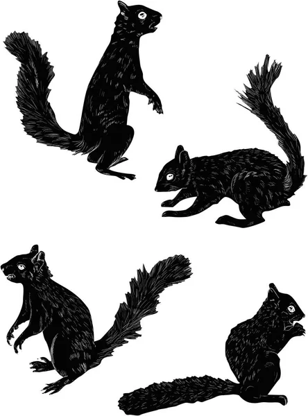 Illustration Mit Vier Eichhörnchen Auf Weißem Hintergrund — Stockvektor