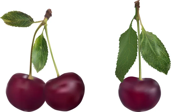 Illustration Ripe Cherry Berries White Background — Vettoriale Stock