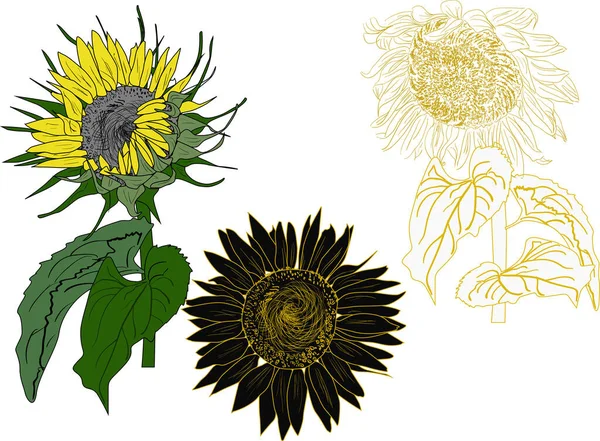 Illustrazione Con Girasoli Gialli Isolati Sfondo Bianco — Vettoriale Stock