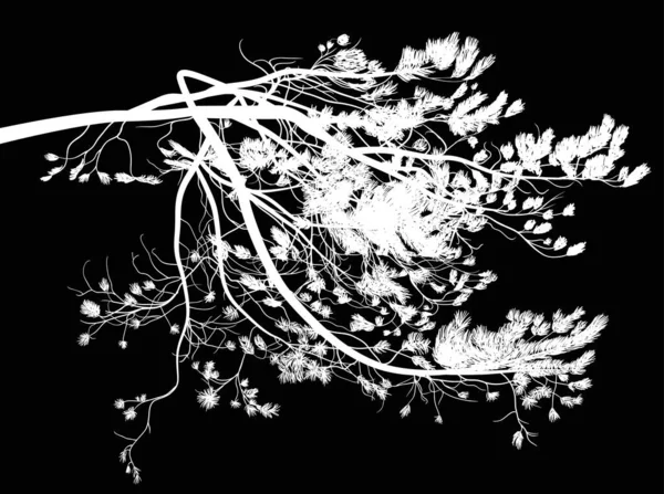 黒地に松の枝を孤立させたイラスト — ストックベクタ