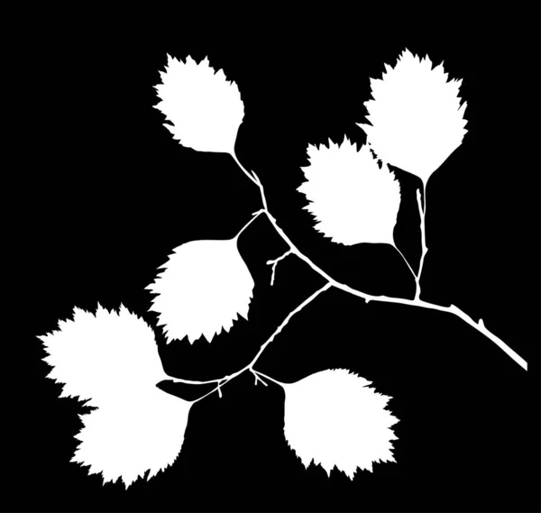 Ilustración Con Rama Árbol Aislada Sobre Fondo Negro — Vector de stock