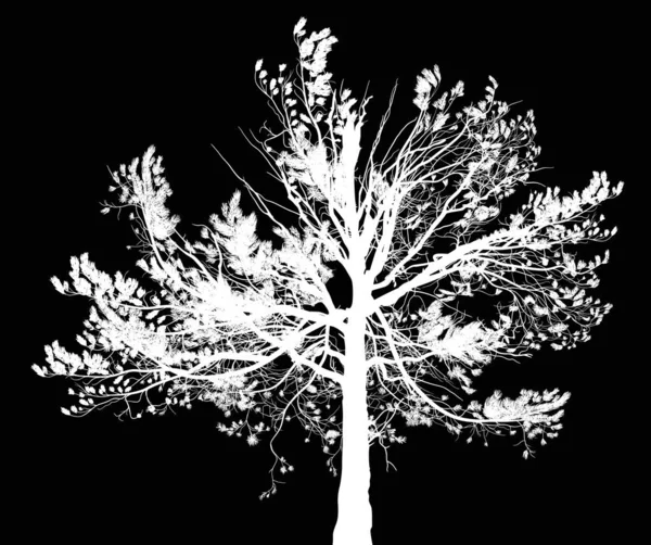 Illustrationen Med Tall Träd Silhouette Isolerad Svart Bakgrund — Stock vektor